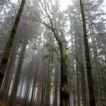 Szklarska Poręba: zamglone lasy