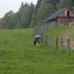 Park Narodowy Czeska Szwajcaria: Vysoka Lipa
