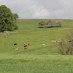 Saska Szwajcaria: polany, łąki