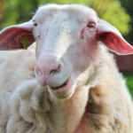 Saska Szwajcaria: duża owieczka
