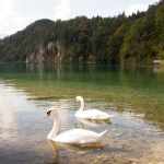 Niemcy: łabędzie na jeziorze Alpsee