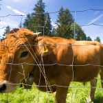Niemcy: Bawaria. Przydomowa hodowla krów
