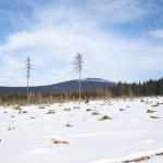 Masyw Śnieżnika: łysy las